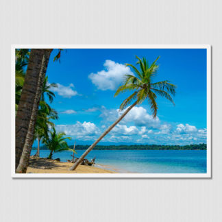 A palm tree with personality that just wants to stand out on a beach in Bocas Del Toro, Panama.