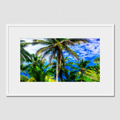 Panoramic view of majestic palm trees with blue sky and fluffy clouds in the background in Bocas Del Toro, Panama.