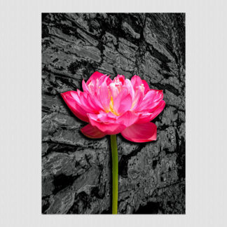 Pink water lily on abstract rock background.