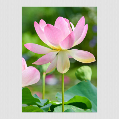 Pink water lily photo with blurred background and delicate peddle colors.