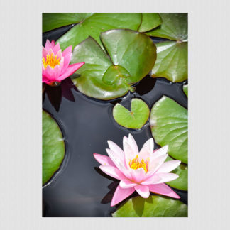 Pink water lily in a sea of lily pads sitting on reflective water.