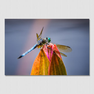 Close-up of detailed dragonfly on the tip of closed water lily