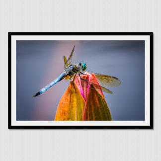 Close-up of detailed dragonfly on the tip of closed water lily