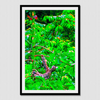 Hang in three toed sloth with oil paint effect, photo created in the tropical forest of Dolphin Bay, Bocas Del Toro, Panama.