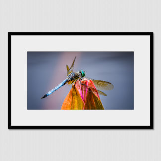 Close-up of detailed dragonfly on the tip of closed water lily