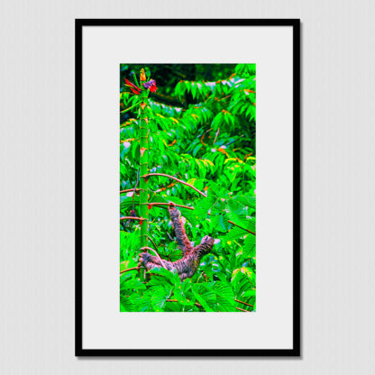 Hang in three toed sloth with oil paint effect, photo created in the tropical forest of Dolphin Bay, Bocas Del Toro, Panama.