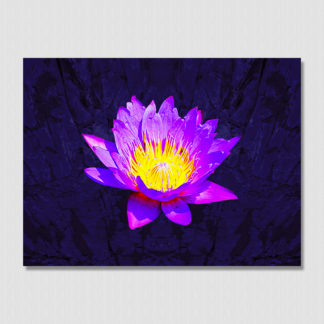 Purple water lily with oil paint effect on dark tone background