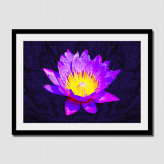 Purple water lily with oil paint effect on dark tone background