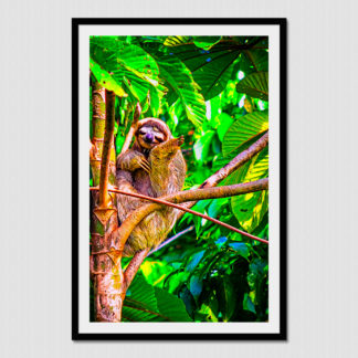 Happy three toed sloth with oil paint effect, photo created in the tropical forest of Dolphin Bay, Bocas Del Toro, Panama.