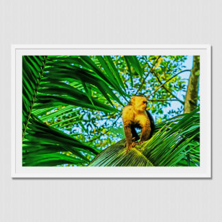 Capuchin monkey meditating on palm leaves with oil paint effect in Costa Rica