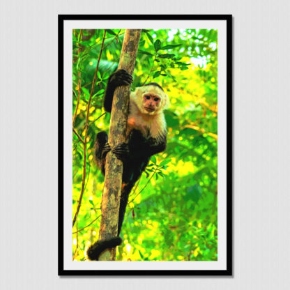 Capuchin monkey hanging on a tree with oil paint posterizing effect in Costa Rica