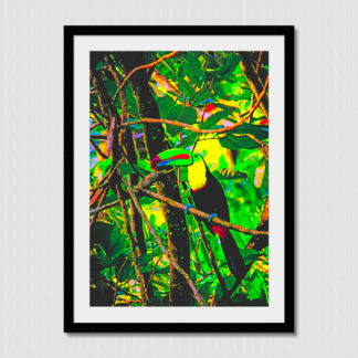 Toucan in the trees with oil paint effect, photo created in the dense jungles of Dolphin Bay, Bocas Del Toro, Panama.