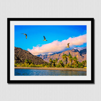 Three pelicans flying by palm trees and mountains in Juncalito, Baja, Mexico