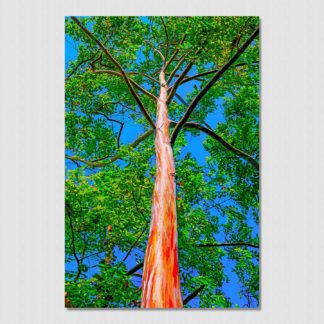 Detailed and colorful bark of tall tree and wild long branches with oil paint effect created at Bastimentos, Bocas Del Toro, Panama