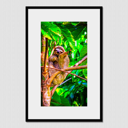 Happy three toed sloth with oil paint effect, photo created in the tropical forest of Dolphin Bay, Bocas Del Toro, Panama.