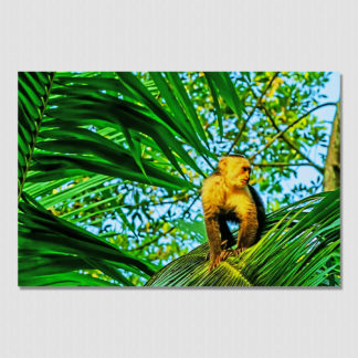 Capuchin monkey meditating on palm leaves with oil paint effect in Costa Rica