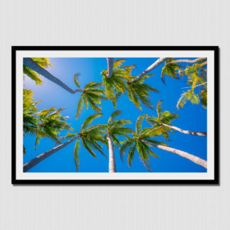 View of palm trees from above created at Barra De Navidad, Pacific Mexico