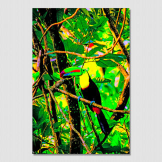 Toucan in the trees with oil paint effect, photo created in the dense jungles of Dolphin Bay, Bocas Del Toro, Panama.