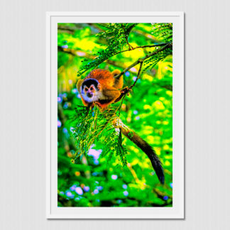 Getting ready to jump squirrel monkey in a jungle tree, with oil paint effect, photo captured on the Osa Peninsula, Costa Rica