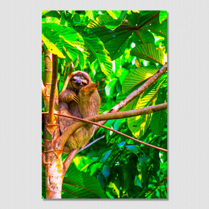 Happy three toed sloth with oil paint effect, photo created in the tropical forest of Dolphin Bay, Bocas Del Toro, Panama.