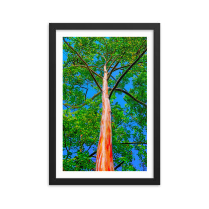 Forever Tree In Bastimentos - Framed Poster with Faux Mat Frame - Image 2