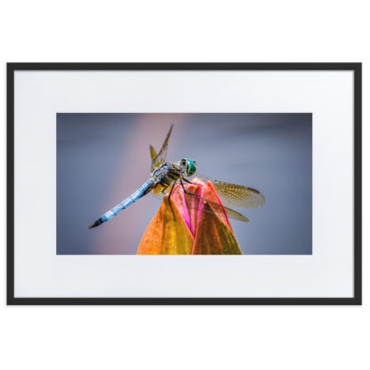 Dragonfly For Your Eye - Framed Poster with Mat - Image 2