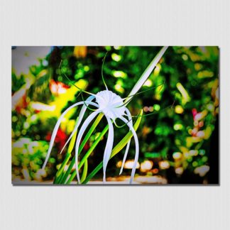 Macro shot of a white Spider Lily with bokeh background, shot near the beach in Puerto Viejo, Costa Rica