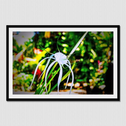 Macro shot of a white Spider Lily with bokeh background, shot near the beach in Puerto Viejo, Costa Rica