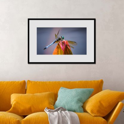 Close-up of detailed dragonfly on the tip of closed water lily