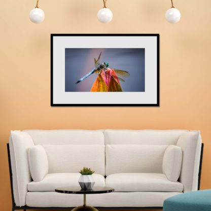 Close-up of detailed dragonfly on the tip of closed water lily