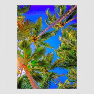 Sunny overhead palm trees and blue sky in a paradise called Barre De Navidad, Mexico.