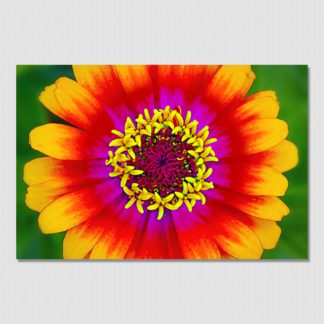 Brightly colored flower with uniquely detailed stamen which creates an eye pleasing view of nature