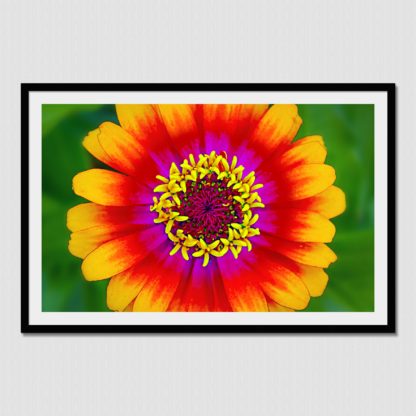 Brightly colored flower with uniquely detailed stamen which creates an eye pleasing view of nature