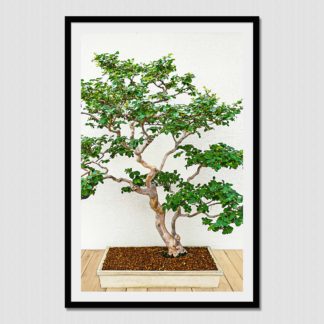 Bonsai Tree No. 1; the miniaturized but realistic representation of nature, with oil paint effect.