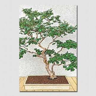 Bonsai Tree No. 1; the miniaturized but realistic representation of nature, with pencil sketch effect.