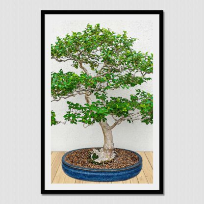 Bonsai Tree No. 3; the miniaturized but realistic representation of nature, with oil paint effect.