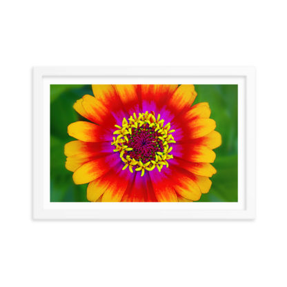 Flower of the Sun - Framed Poster with Faux Mat Frame - Image 3