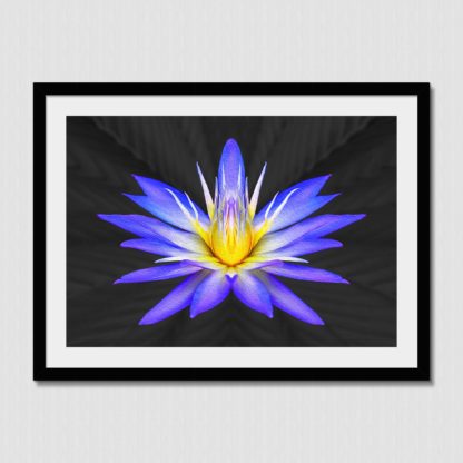 A perfect example of nature's beautiful designs with vibrant blues and striking yellow tones, trippy painting effect with blurred black background.