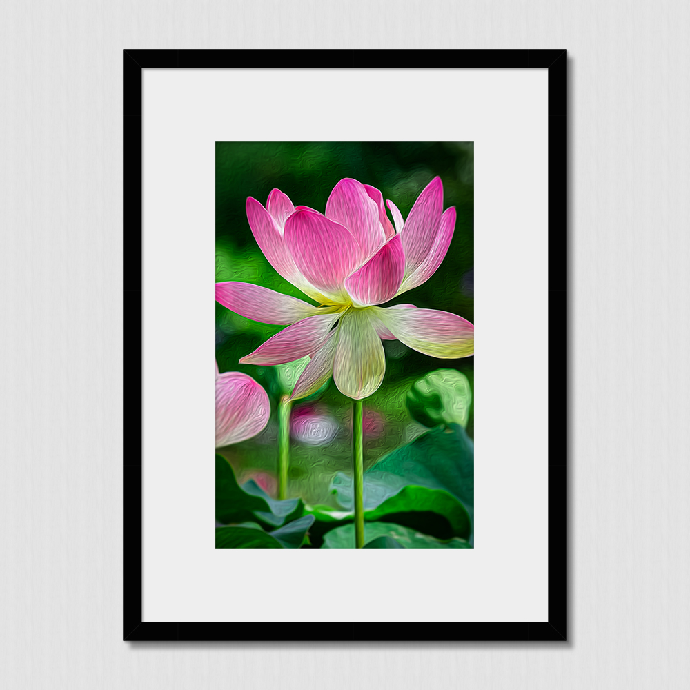 Vibrant oil paint effect pink water lily photo with blurred background and delicate peddle colors.
