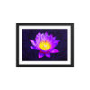 Purple Water Lily on Dark Tones - Framed Print With Faux Mat - Image 2