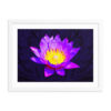Purple Water Lily on Dark Tones - Framed Print With Faux Mat - Image 4